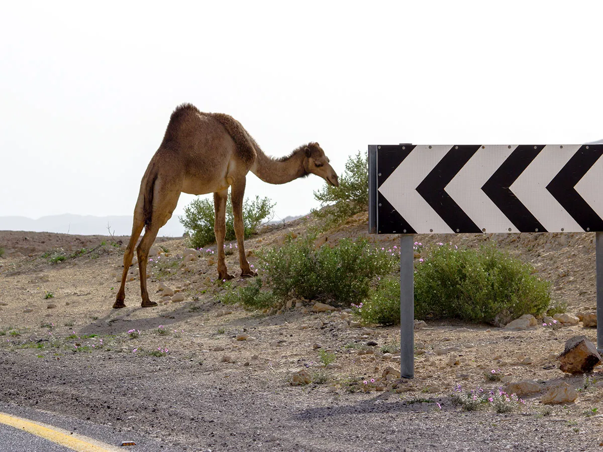 Descubre la impresionante carretera que conduce a una planta nuclear en Israel